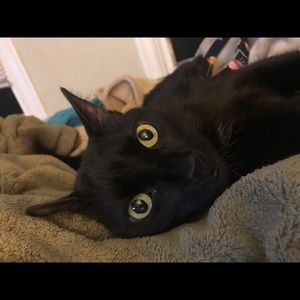 Meet your Posher, Molly